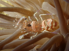 Periclimenes sagittifer