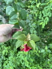 Bougainvillea glabra