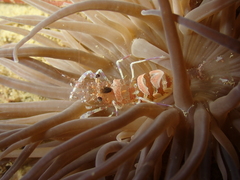 Periclimenes sagittifer