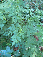 Bidens bipinnata