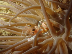 Periclimenes sagittifer