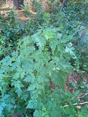 Bidens bipinnata