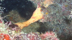 Hyattella cavernosa