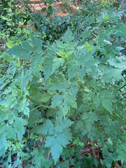 Bidens bipinnata