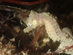 Hippocampus hippocampus