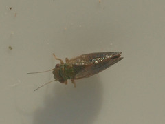 Cacopsylla