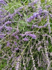 Salvia yangii