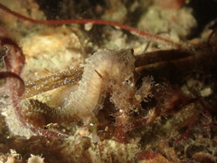 Hippocampus hippocampus