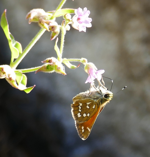 Apache Skipper