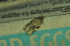Archips mortuana