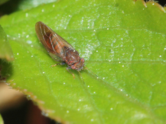 Cacopsylla