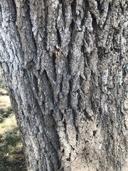Quercus fusiformis