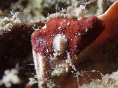 Polyplacophora