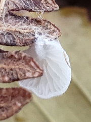 Crepidotus epibryus