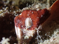 Polyplacophora