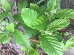 Alnus acuminata