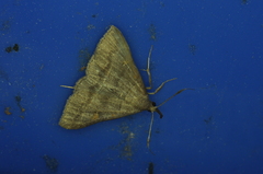 Renia flavipunctalis