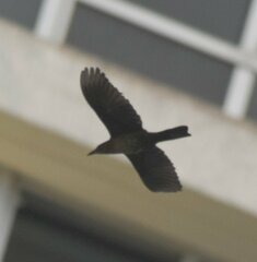 Quiscalus major westoni