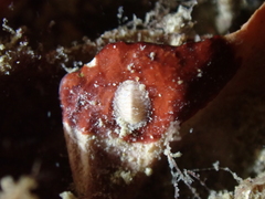 Polyplacophora