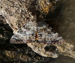 Catocala desdemona