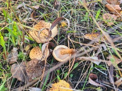 Pholiota kodiakensis