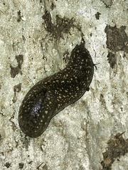 Geomalacus maculosus