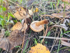 Pholiota kodiakensis