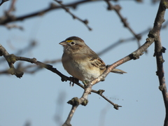 Ammodramus humeralis