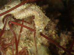 Hippocampus hippocampus