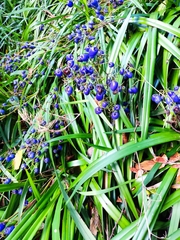 Dianella tasmanica