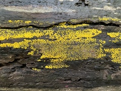 Calycina