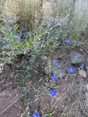 Evolvulus arizonicus