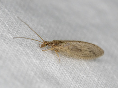 Micromus variolosus