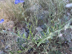 Evolvulus arizonicus