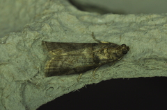 Acrobasis