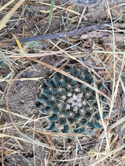 Mammillaria heyderi