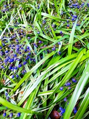 Dianella tasmanica