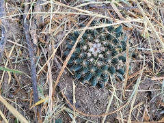 Mammillaria heyderi