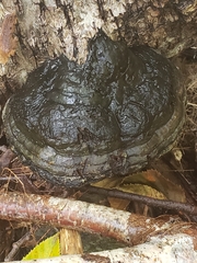 Phellinus nigricans