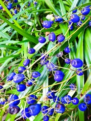 Dianella tasmanica