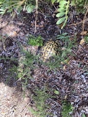Testudo hermanni