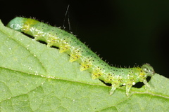 Euura olfaciens