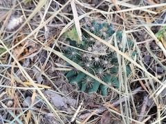 Mammillaria heyderi