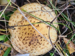 Pholiota kodiakensis