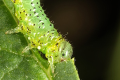 Euura olfaciens