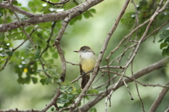 Myiarchus tuberculifer