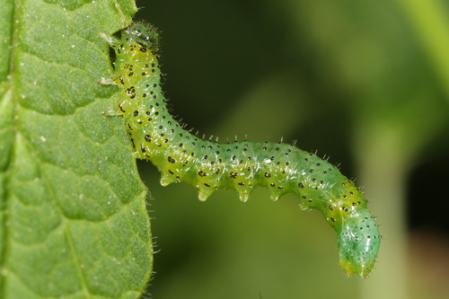 Euura olfaciens