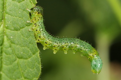 Euura olfaciens