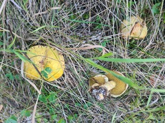 Suillus sibiricus