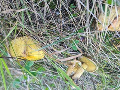 Suillus sibiricus